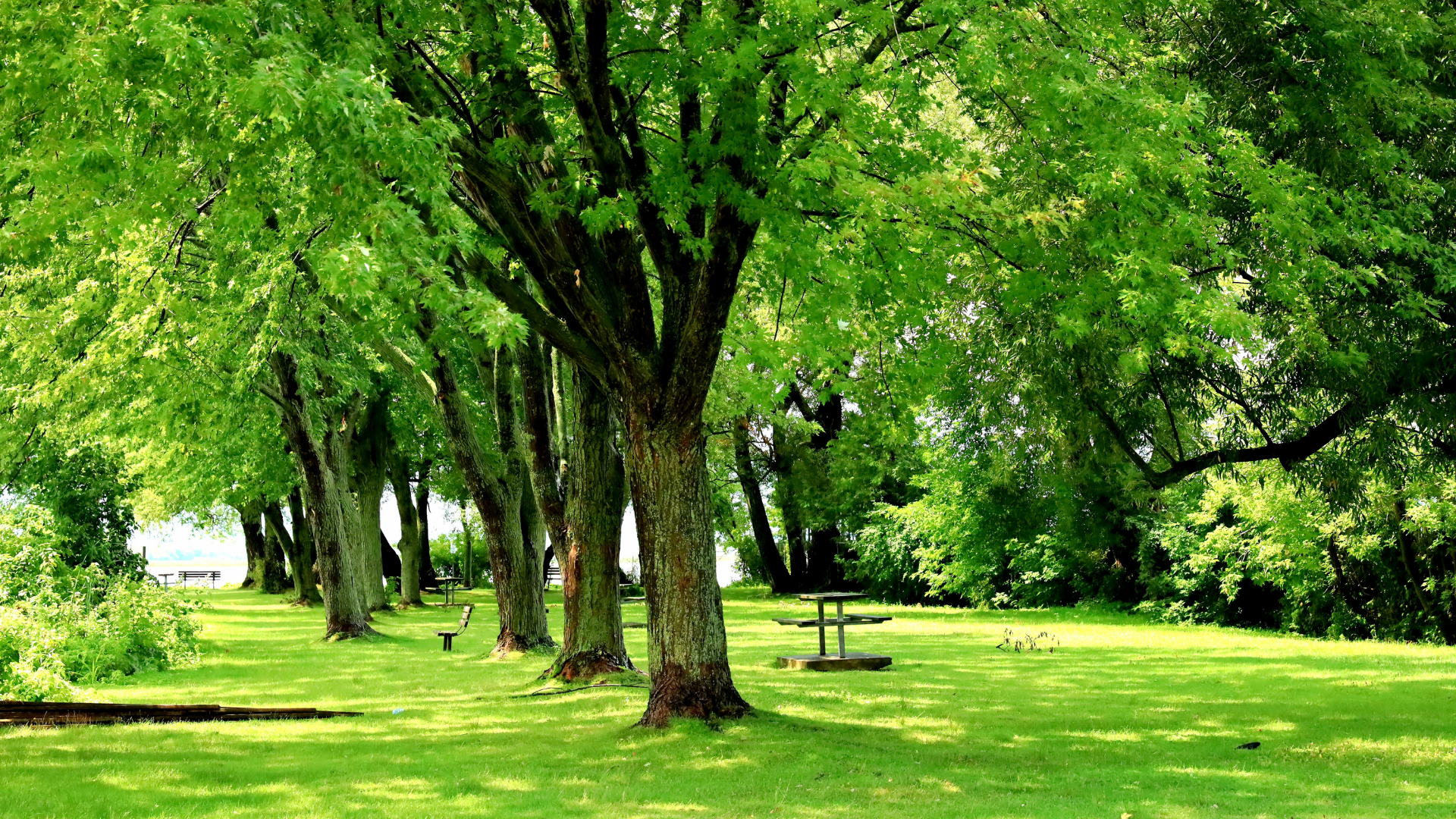 Beautiful Treed Yard