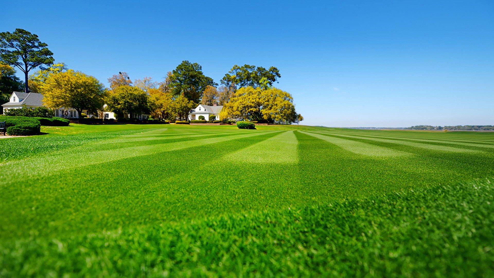 Fresh Cut Lawn